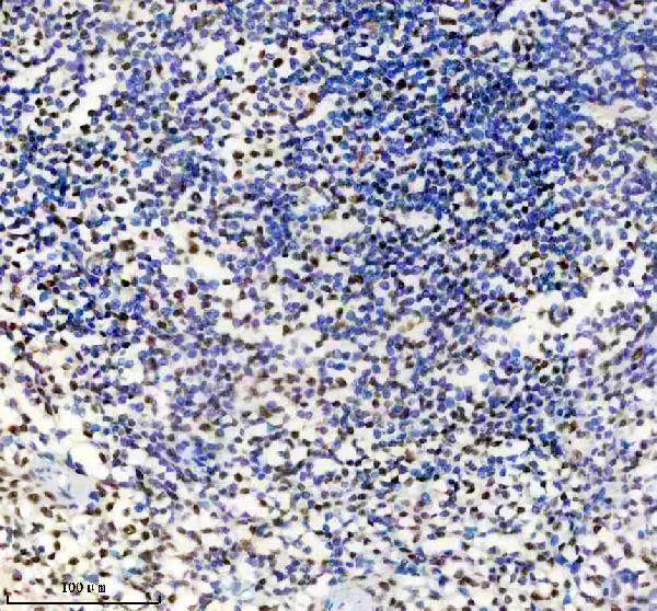 m03691 hnrnpu primary antibodies ihc testing 6
