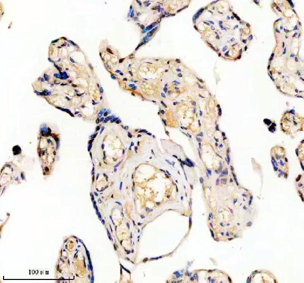 m03691 hnrnpu primary antibodies ihc testing 9