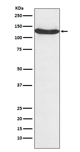 Western blot analysis of hnRNP U expression in K562 cell lysate