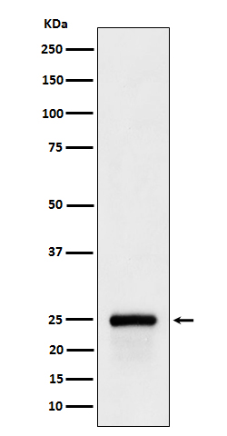Western blot analysis of GSTA4 expression in 293T cell lysate