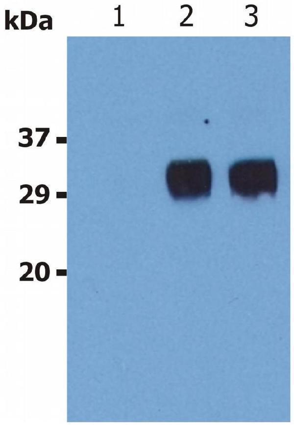 Western blotting analysis (non-reducing conditions) of LST1 in whole cell lysate of U937 human Caucasian histiocytic lymphoma cell line
