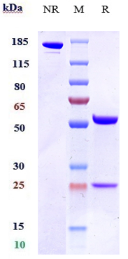 Anti-OX2R/CD200R1 Reference Antibody (Janssen patent anti-CD200R1) on SDS-PAGE under reducing (R) condition