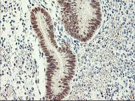 m03708 1 anti rbap46 rbbp7 mouse monoclonal antibody clone id oti4c9 ihc testing 5