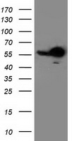 m03708 1 anti rbap46 rbbp7 mouse monoclonal antibody clone id oti4c9 wb testing 1
