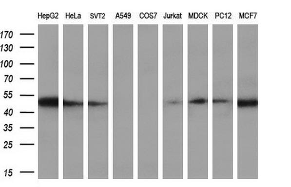 m03708 1 anti rbap46 rbbp7 mouse monoclonal antibody clone id oti4c9 wb testing 2