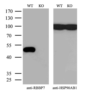m03708 1 anti rbap46 rbbp7 mouse monoclonal antibody clone id oti4c9 wb testing 3