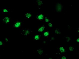 m03708 2 anti rbap46 rbbp7 mouse monoclonal antibody clone id oti2d8 if testing 5