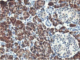 Immunohistochemical staining of paraffin-embedded Human pancreas tissue within the normal limits using anti-RBBP7 mouse monoclonal antibody