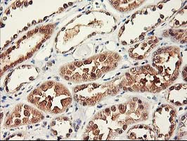 m03708 anti rbap46 rbbp7 mouse monoclonal antibody clone id oti5a4 ihc testing 10