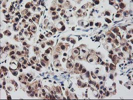 m03708 anti rbap46 rbbp7 mouse monoclonal antibody clone id oti5a4 ihc testing 3