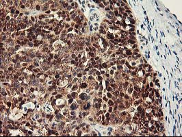 m03708 anti rbap46 rbbp7 mouse monoclonal antibody clone id oti5a4 ihc testing 4