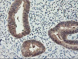 m03708 anti rbap46 rbbp7 mouse monoclonal antibody clone id oti5a4 ihc testing 6