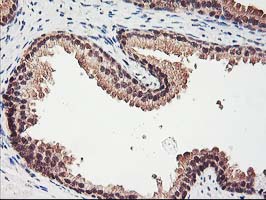 m03708 anti rbap46 rbbp7 mouse monoclonal antibody clone id oti5a4 ihc testing 7