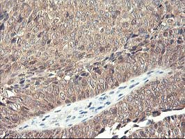 m03708 anti rbap46 rbbp7 mouse monoclonal antibody clone id oti5a4 ihc testing 8
