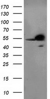 m03708 anti rbap46 rbbp7 mouse monoclonal antibody clone id oti5a4 wb testing 1