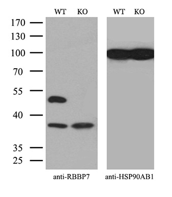 m03708 anti rbap46 rbbp7 mouse monoclonal antibody clone id oti5a4 wb testing 2