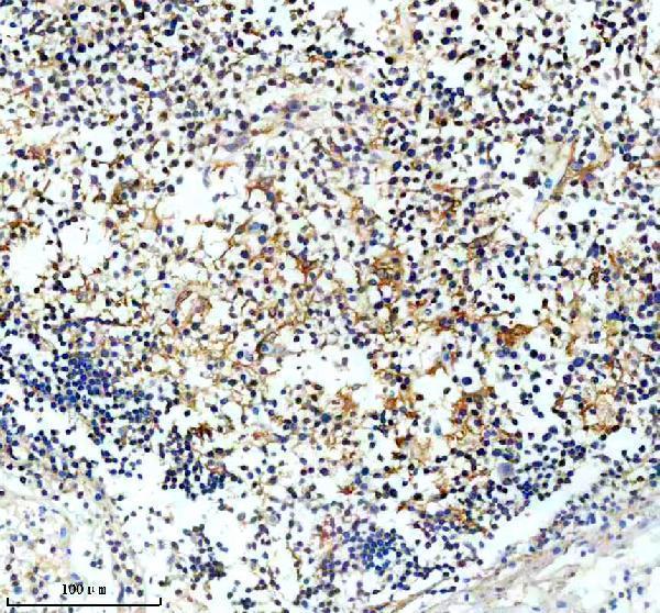 IHC analysis of PAG1 using anti-PAG1 antibody (M03711-1)