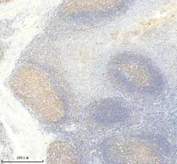 IHC analysis of PAG1 using anti-PAG1 antibody (M03711-1)