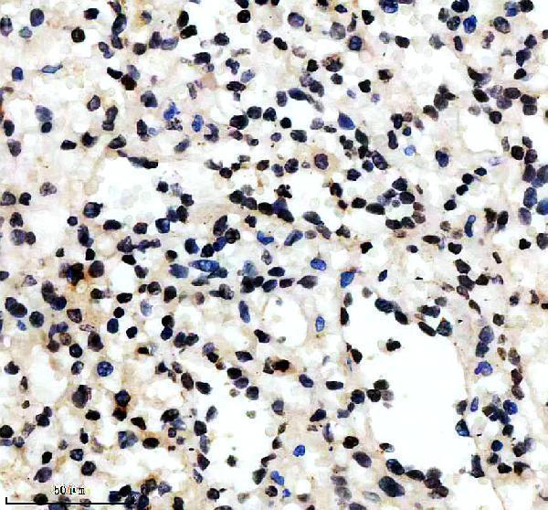 m03714 elf4 primary antibodies ihc testing 1
