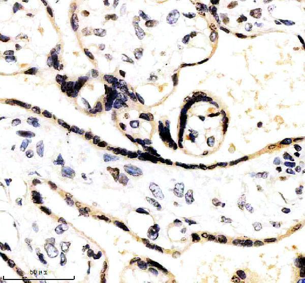 m03714 elf4 primary antibodies ihc testing 2