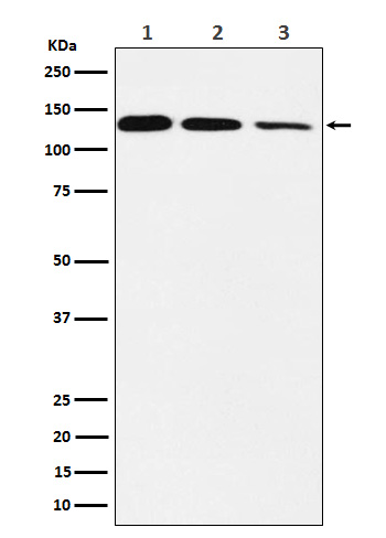 Western blot analysis of DNA Polymerase delta, catalytic subunit expression in (1) Jurkat cell lysate; (2) Raw264