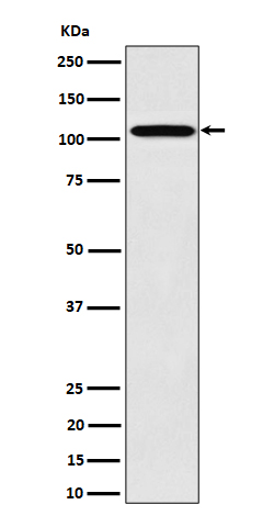 Western blot analysis of Nup107 expression in 293 cell lysate