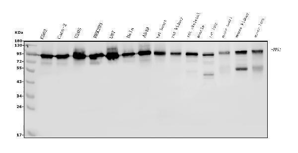 m03727 2 ddx1 primary antibodies wb testing 1