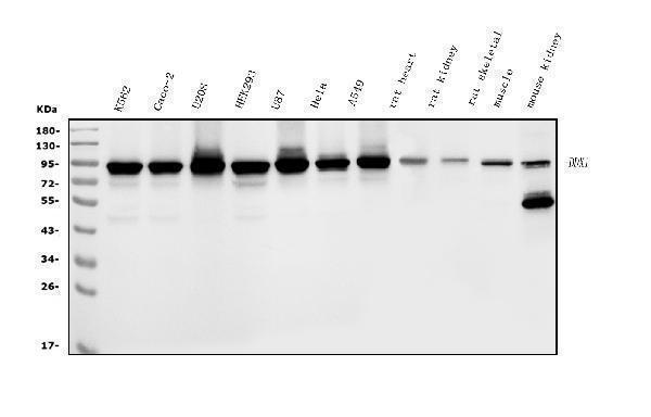 m03727 ddx1 primary antibodies wb testing 1