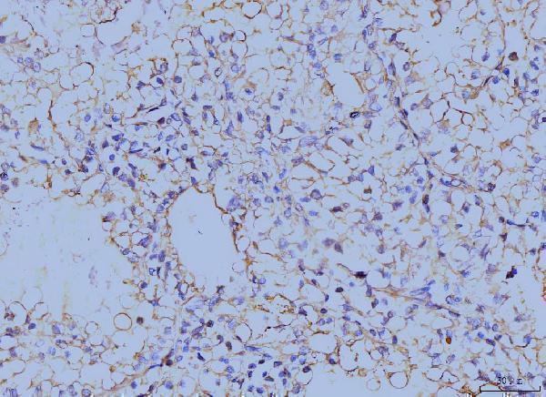 m03735 1 anax6 primary antibodies ihc testing 4