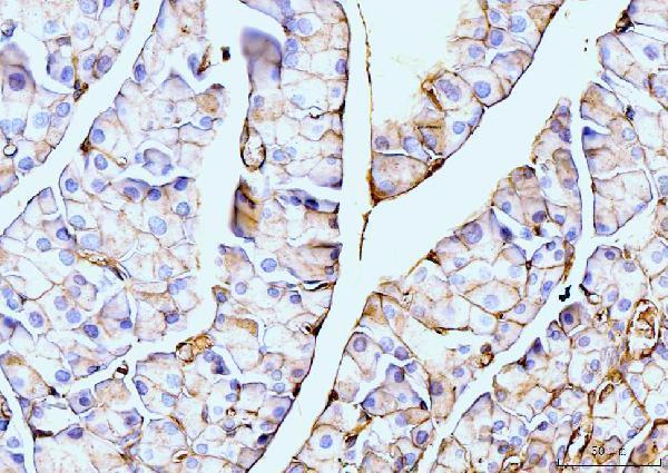 m03735 1 anax6 primary antibodies ihc testing 6