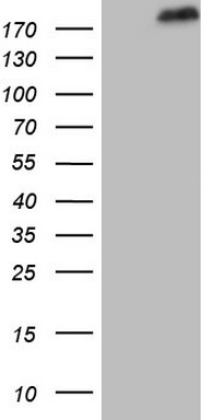 m03736 anti hset1 setd1a mouse monoclonal antibody clone id oti7b7 wb testing 1