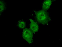 m03738 2 anti mapk11 mouse monoclonal antibody clone id oti1c2 if testing 2