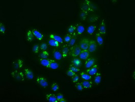 m03738 2 anti mapk11 mouse monoclonal antibody clone id oti1c2 if testing 3