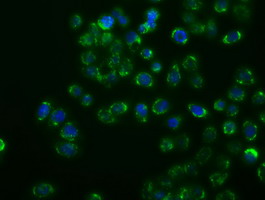 m03738 2 anti mapk11 mouse monoclonal antibody clone id oti1c2 if testing 4