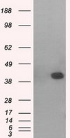 m03738 2 anti mapk11 mouse monoclonal antibody clone id oti1c2 wb testing 1
