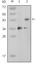 m03738 mapk11 primary antibodies wb testing 1