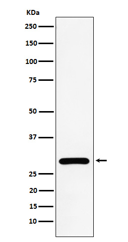 Western blot analysis of NEK6 expression in HeLa cell lysate