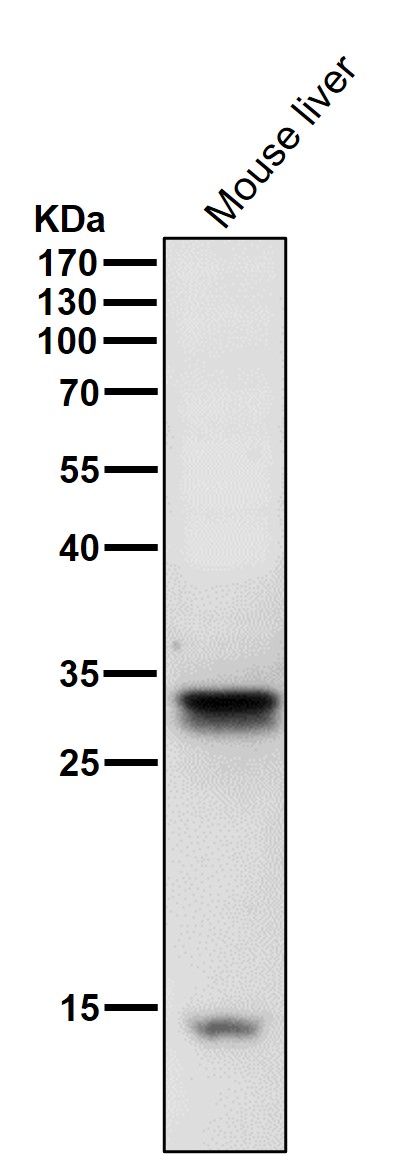 All lanes use the Antibody at 1:3K dilution for 1 hour at room temperature