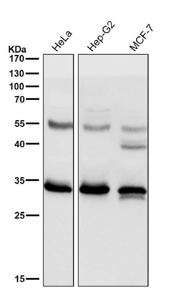 All lanes use the Antibody at 1:3K dilution for 1 hour at room temperature