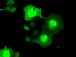 m03740 anti nek6 mouse monoclonal antibody clone id oti5d7 if testing 11