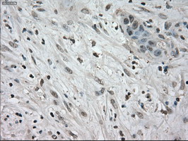 m03740 anti nek6 mouse monoclonal antibody clone id oti5d7 ihc testing 4