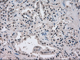 m03740 anti nek6 mouse monoclonal antibody clone id oti5d7 ihc testing 6
