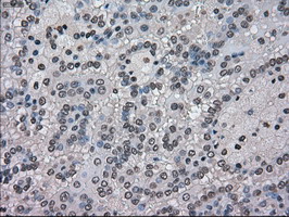 m03740 anti nek6 mouse monoclonal antibody clone id oti5d7 ihc testing 9