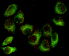 Immunocytochemistry staining of HeLa cells fixed with 1% Paraformaldehyde and using AMPKβ1 mouse mAb (dilution 1:100)