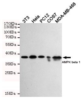 Western blot detection of AMPKβ1 in 3T3,Hela,PC-12,COS7 and MDA-MB-468 cell lysates using AMPKβ1 mouse mAb (1:1000 diluted)