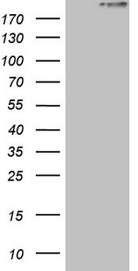 HEK293T cells were transfected with the pCMV6-ENTRY control (Left lane) or pCMV6-ENTRY STAB2 (Right lane) cDNA for 48 hrs and lysed