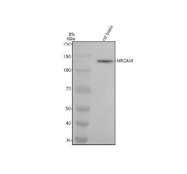Western blot analysis of NRCAM using anti-NRCAM antibody (M03746)