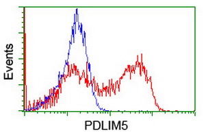 HEK293T cells transfected with either PDLIM5 (Myc-DDK-tagged) overexpress plasmid (Red) or empty vector control plasmid (Blue) were immunostained by anti-PDLIM5 antibody (M03763)
