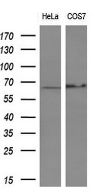 Western blot analysis of extracts (10ug) from 2 different cell lines by using anti-PDLIM5 monoclonal antibody (1:200)