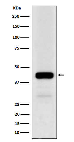 m03765 wb